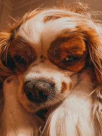 Close-up portrait of a dog