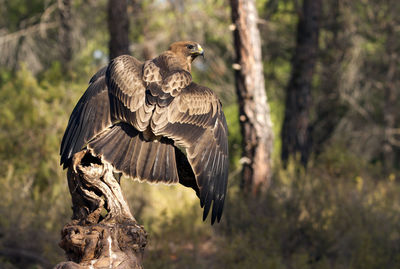 Bird flying over a tree