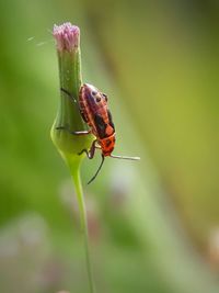 Close-up of insect on leaf