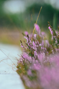 Close-up of insect on purple flower