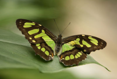 Close-up of butterfly pollinating flower