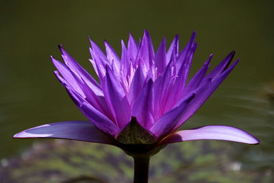 Close-up of purple water lily