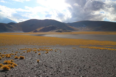 Scenic view of field against sky