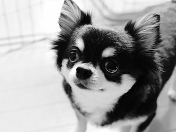 Close-up portrait of a dog at home