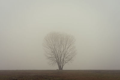 Bare tree on field against sky