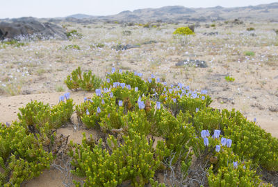 Scenic view of flowering plants on land