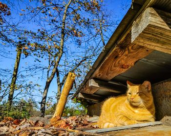 Low angle view of cat by the tree