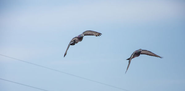 Low angle view of pigeons flying in sky