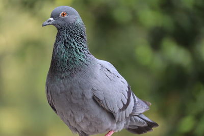 Close-up of pigeon perching, pigeon eyes