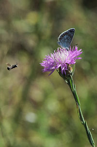 Close-up of butterfly pollinating on purple flower