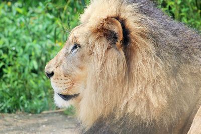 Close-up side view of a horse