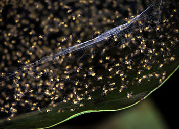 Close-up of water drops on tree