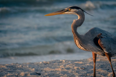 Close-up of bird on shore at beach