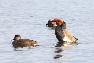 Duck swimming in lake