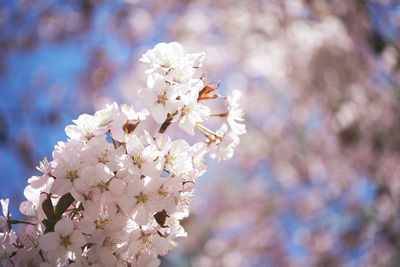 Close-up of cherry blossom