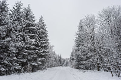Trees on snow covered land against sky