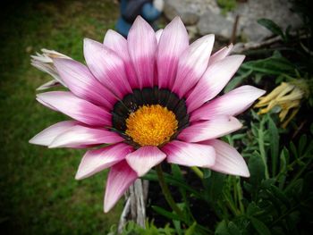 Close-up of pink flowers