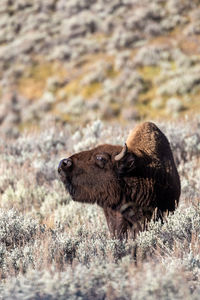 Bison bellowing in lamar valley in yellowstone national park