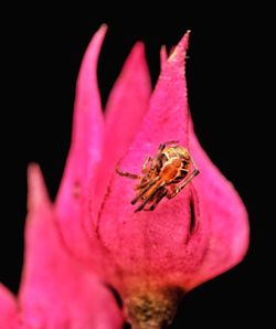 Close-up of insect on pink flower