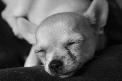 Close-up of cute puppy sleeping on sofa