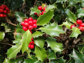 Close-up of cherries on tree