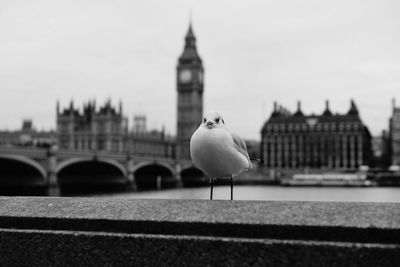 Seagull on retaining wall by thames river against big ben