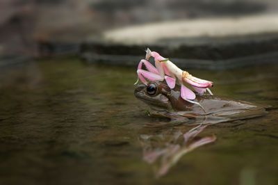 Close-up of praying mantis on frog in pond