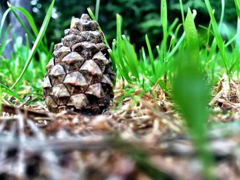Close-up of crab on grass