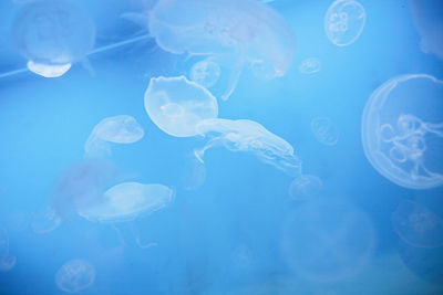 Close-up of jellyfish in sea