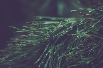 Close-up of raindrops on pine tree