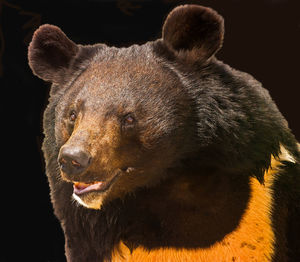 animal