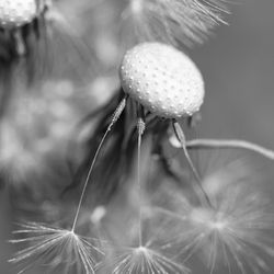 Close-up of flower