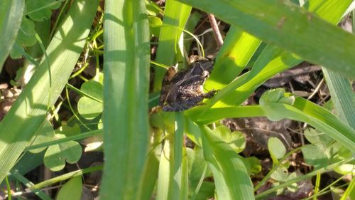 Close-up of lizard on plant