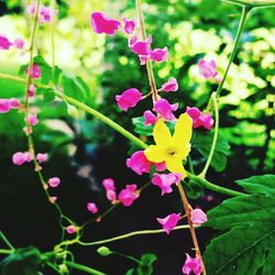 Close-up of pink flowers