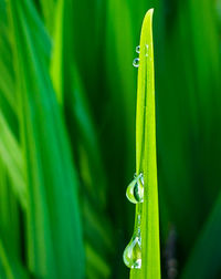 Close-up of raindrops on grass