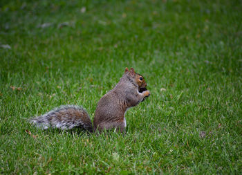 Squirrel on field