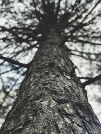 Low angle view of tree against sky