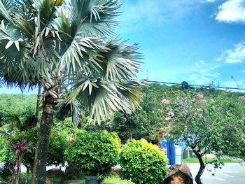 Palm trees and plants growing in park against sky