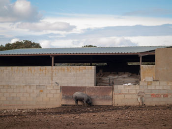 View of a horse against the sky