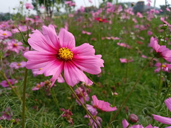 Close-up of pink cosmos flower on field