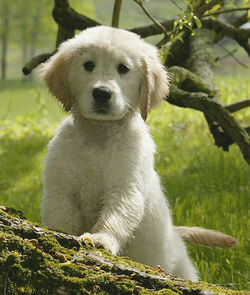 Close-up portrait of dog sticking out tongue on land