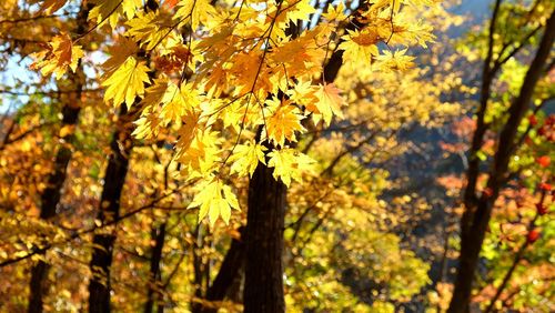 Close-up of yellow tree during autumn