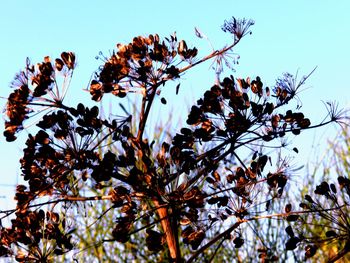 Low angle view of tree against sky