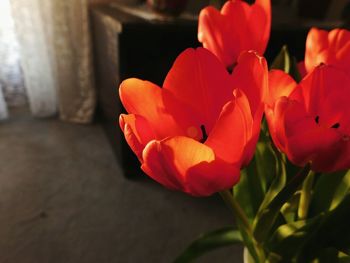 Close-up of orange flowers blooming outdoors