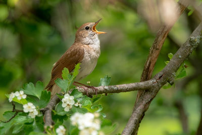 Bird perching on a branch