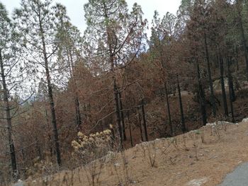 Trees in forest during winter