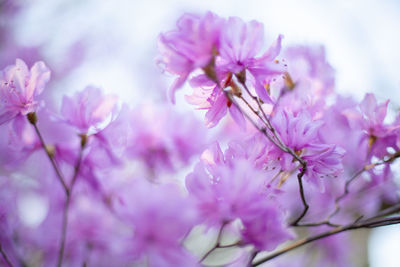 Close-up of pink cherry blossom