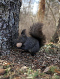 Squirrel on tree trunk