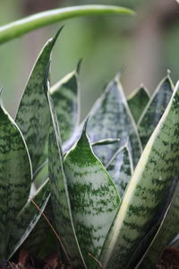 Close-up of succulent plant leaves