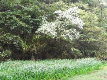 Plants growing on field